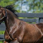 Sweet Lou 2018 2