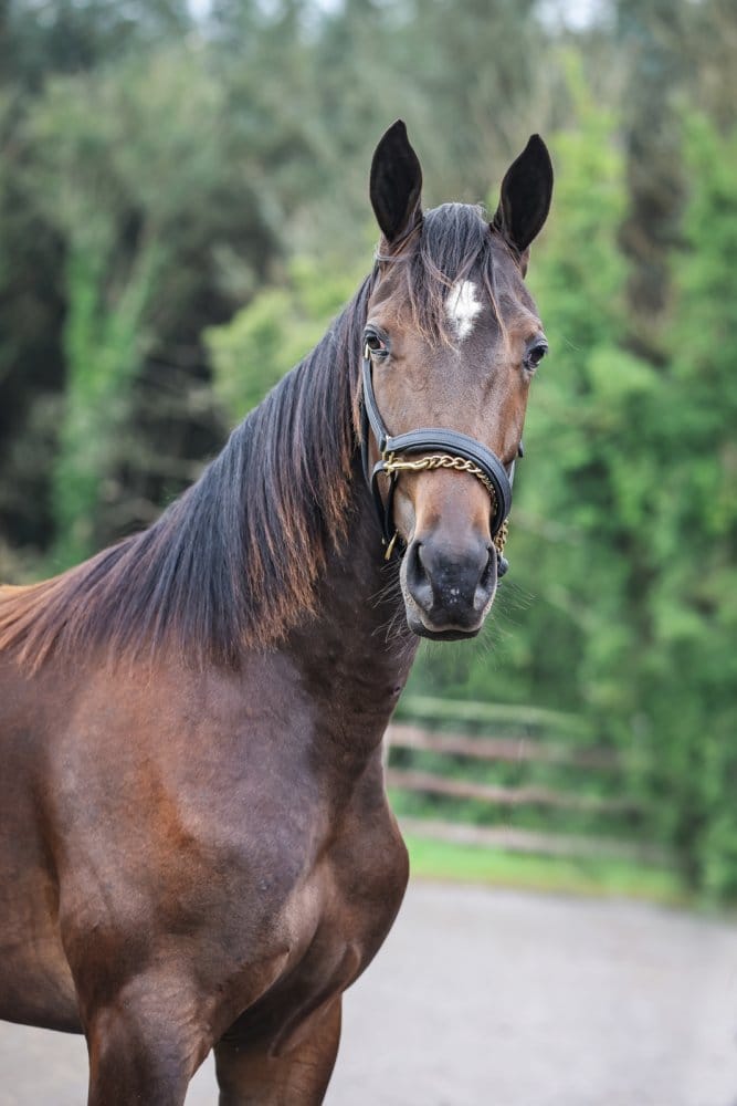 OAKWOOD DIANA